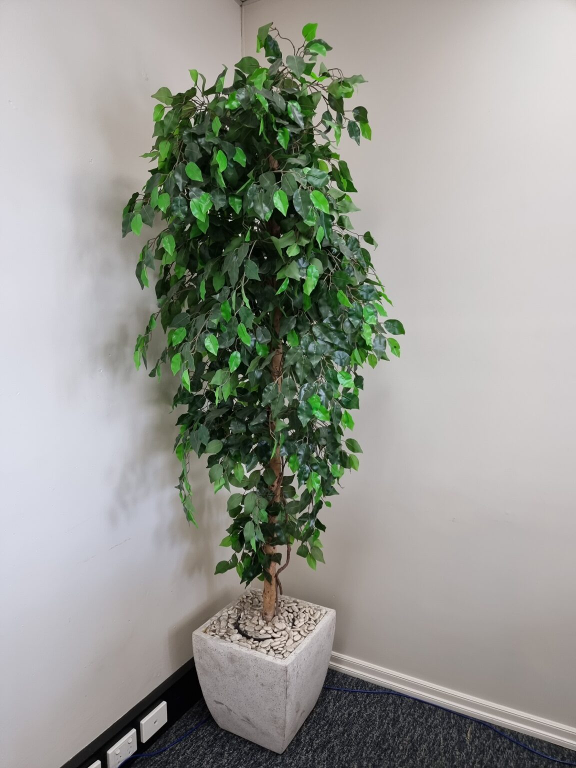 Pot Plant 1.9m Artificial Hire from Queensland Hire Est. 1980